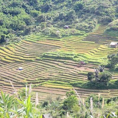 Nam Giang: Tín hiệu mới từ ngành nông nghiệp